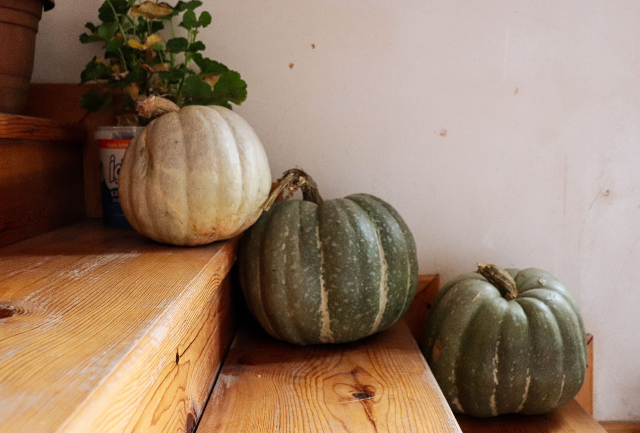 Three autumn pumpkins on rustic wooden stairs, creating a cozy, fall atmosphere indoors.