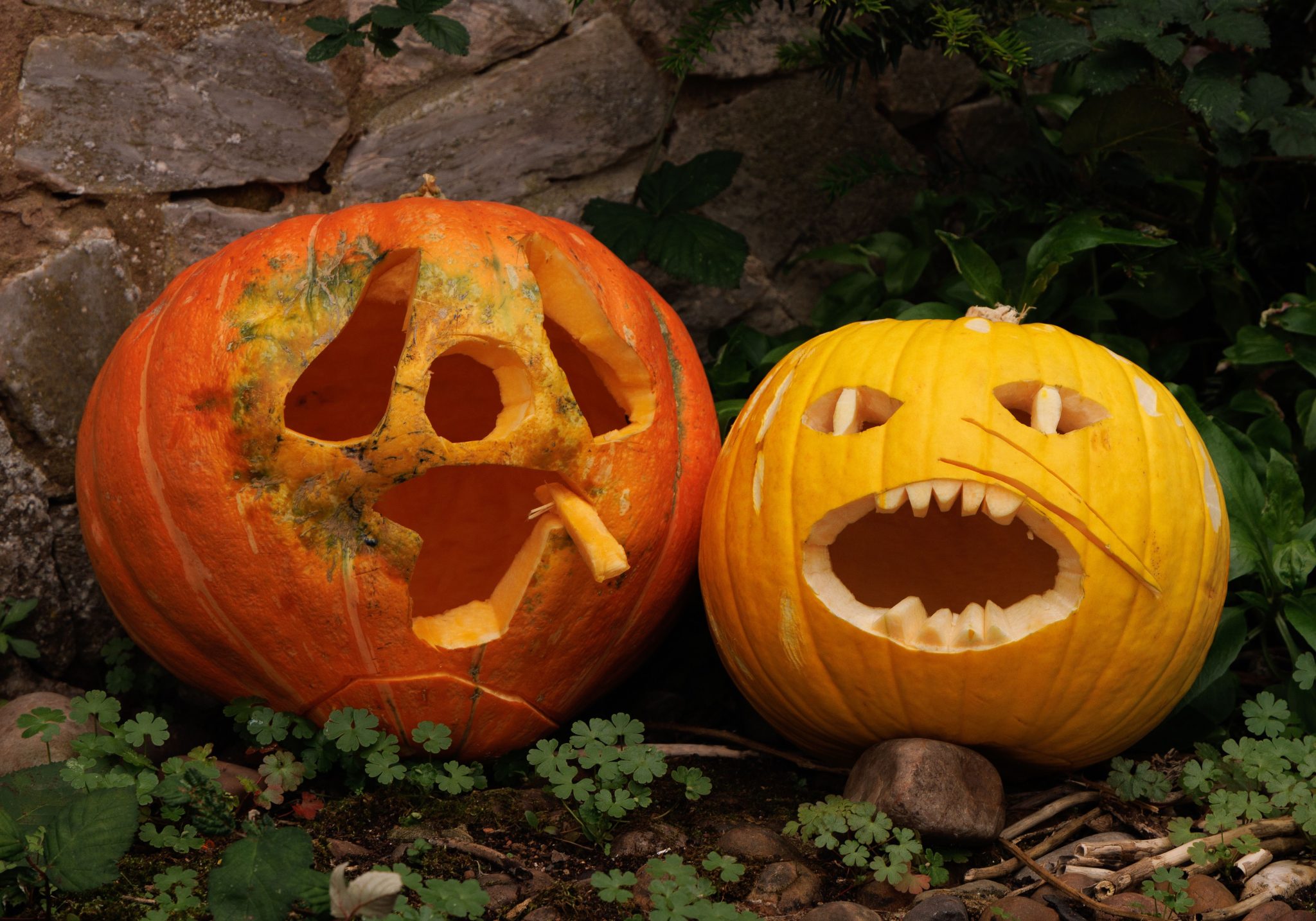 Two carved pumpkins with spooky faces sit outdoors, perfect for Halloween decoration.