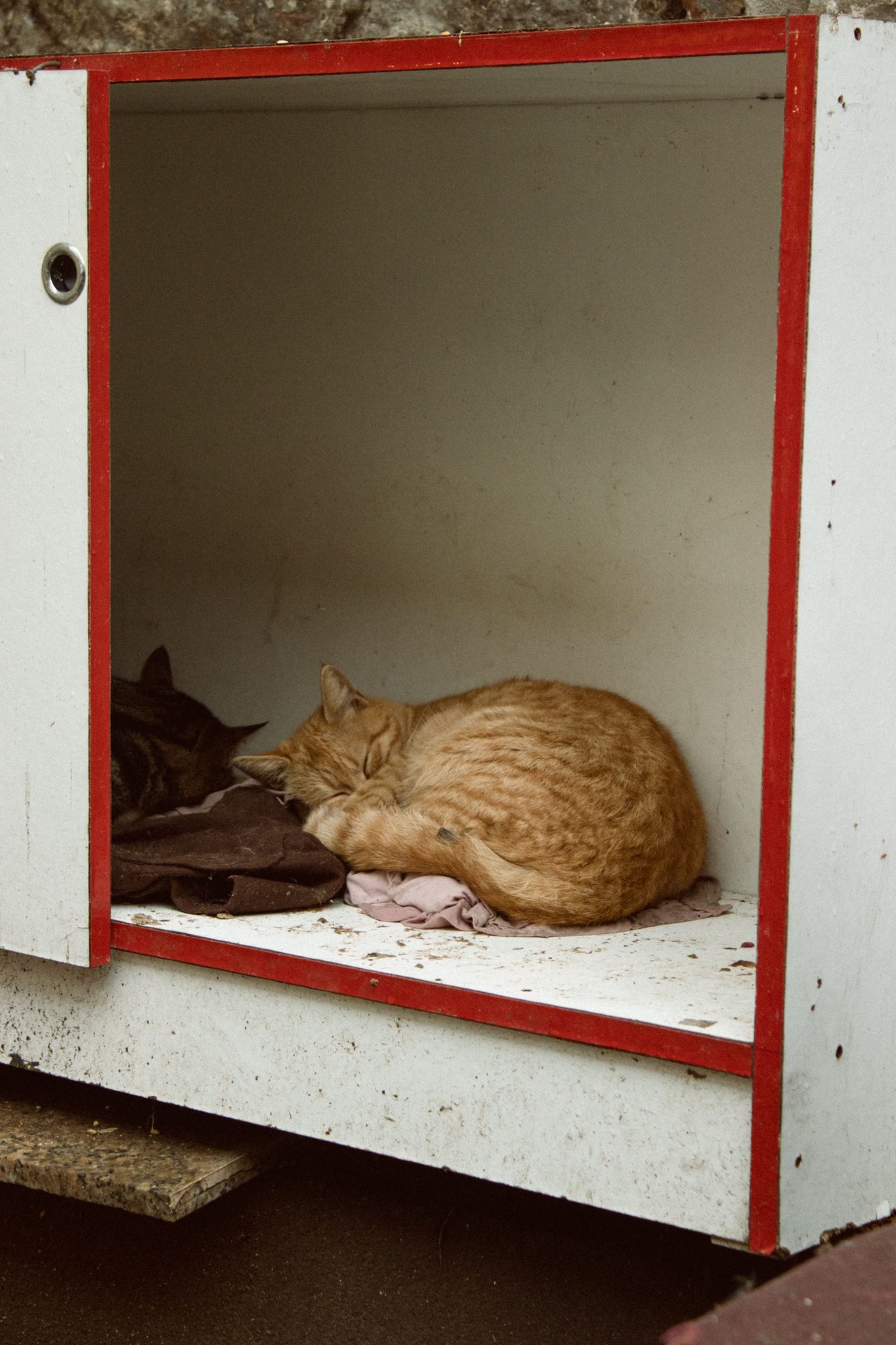 Two cats resting peacefully inside a red-bordered wooden shelter on a cool day.