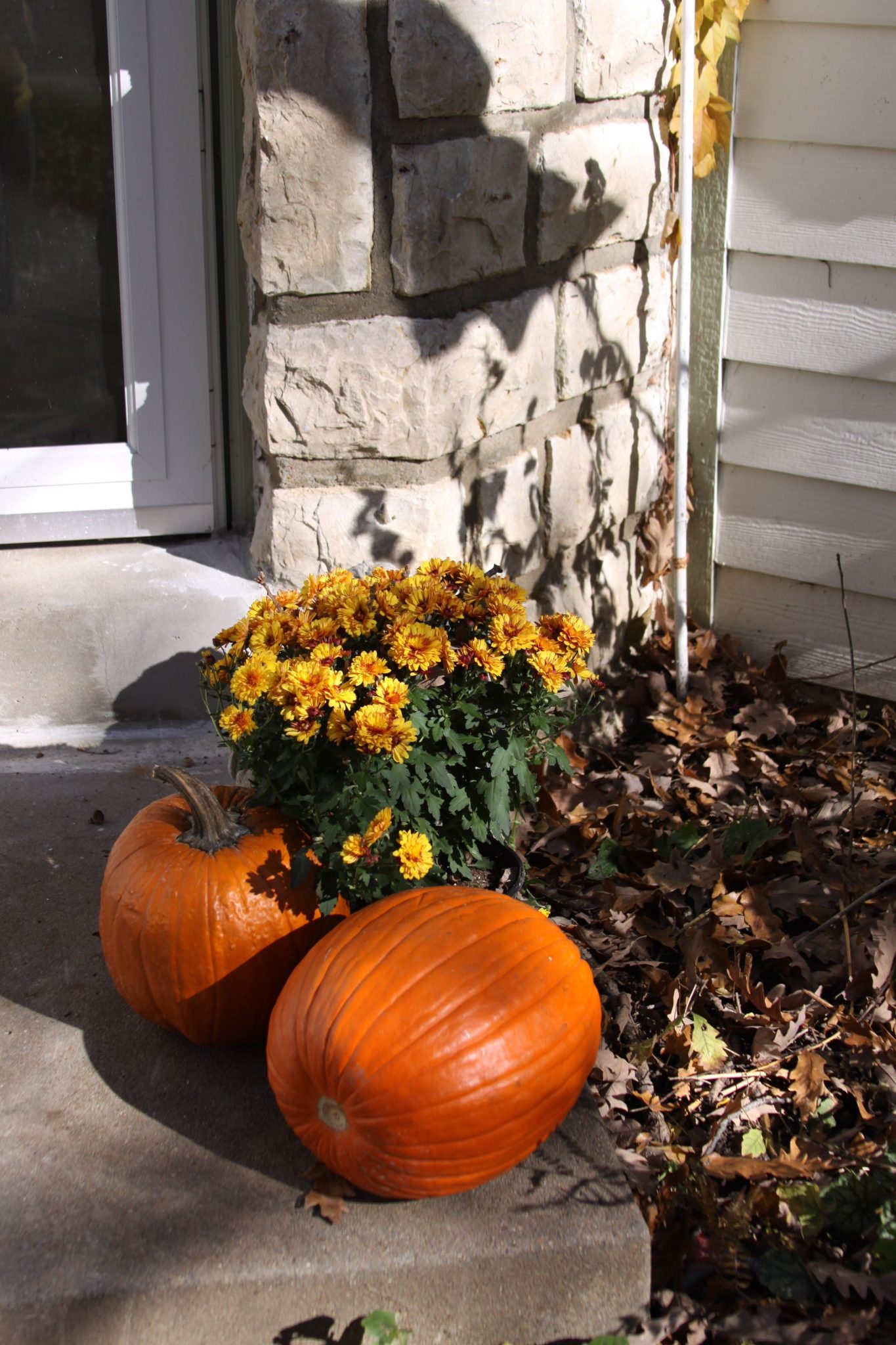 Vibrant fall scene featuring pumpkins and yellow chrysanthemums by a stone doorway.