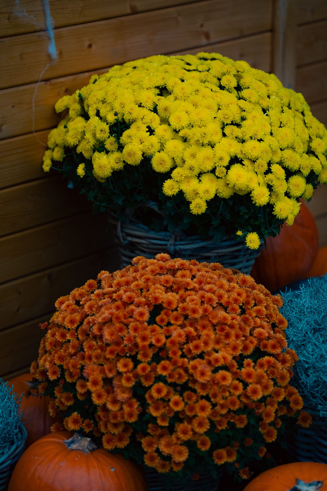 Vibrant yellow and orange chrysanthemums with pumpkins, perfect for autumn decor inspiration.