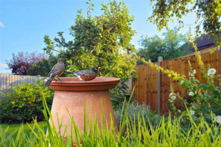 10 DIY Birdbath Ideas You Can Easily Make for Your Garden - Green Backyard