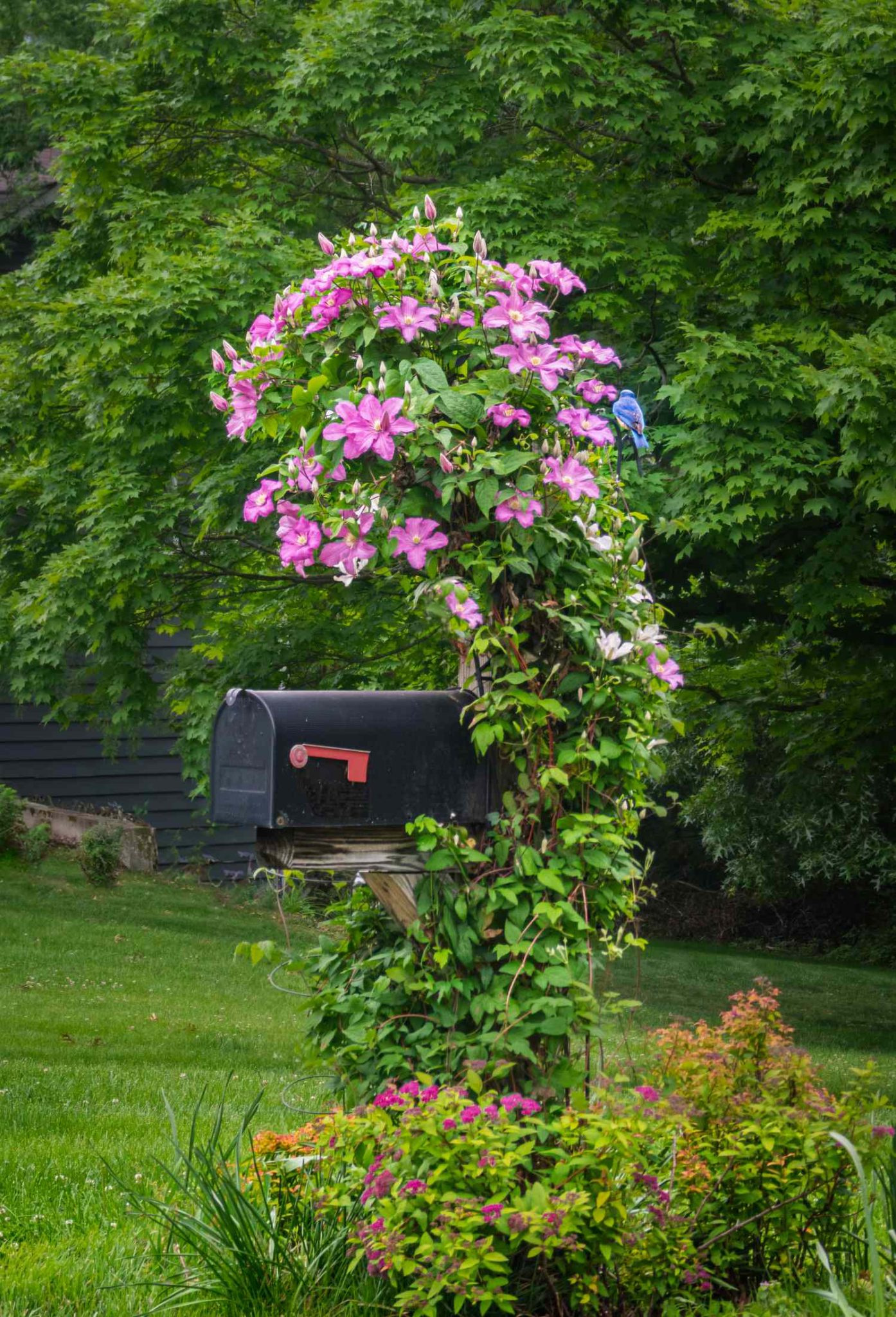 10 Mailbox Garden Ideas to Spruce Up Your Front Yard