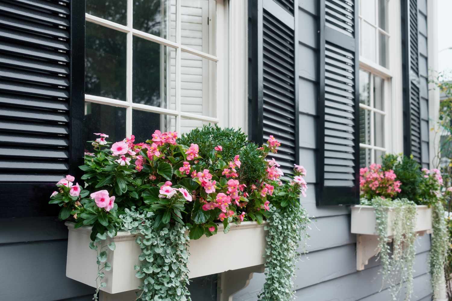 12 Cascading Plants That Make Window Boxes Look Fuller And More Charming