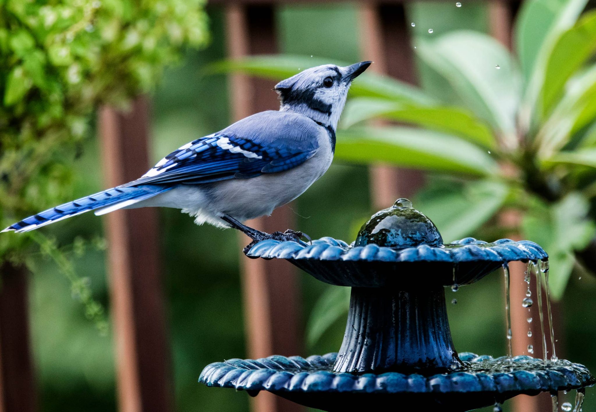 13 Bird Bath Ideas to Make Your Garden a Feathered Paradise - Dengarden