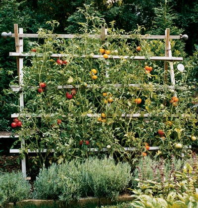 32 DIY Tomato Trellis & Cage Ideas for Healthy Tomatoes