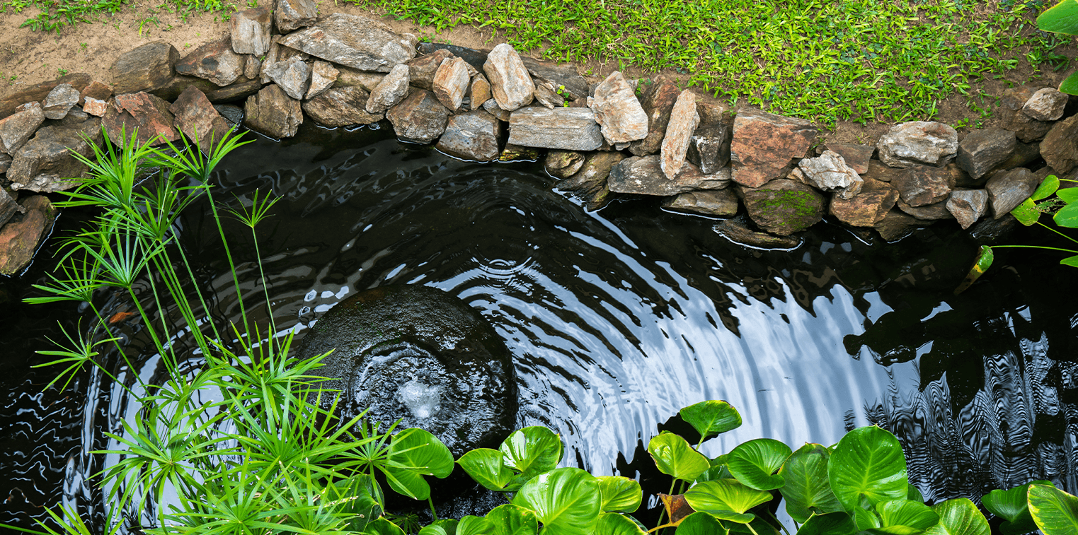 7 Ways to Make Your Backyard Pond an Oasis | Living Color Garden Center