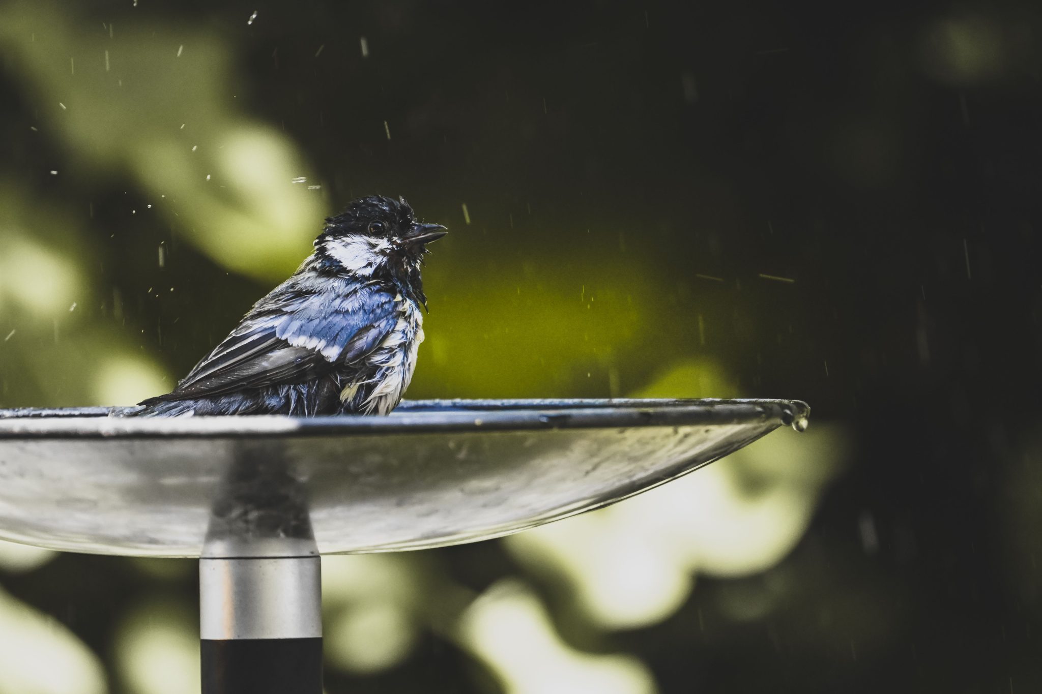 A beautiful songbird enjoying a refreshing bath in a sunlit birdbath, highlighting its vibrant feathers.
