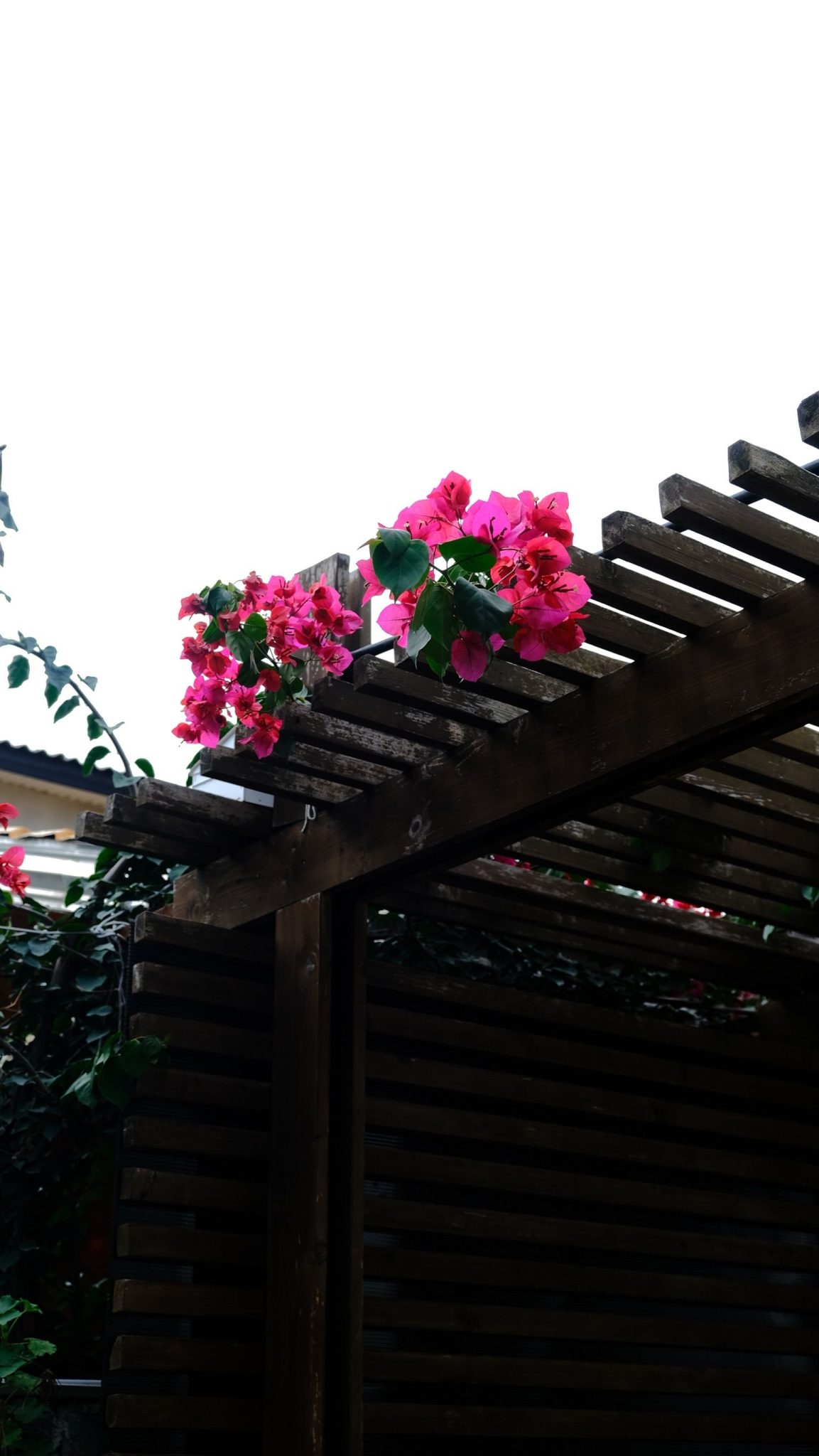A close-up of vibrant pink bougainvillea flowers on a wooden pergola against a clear sky.
