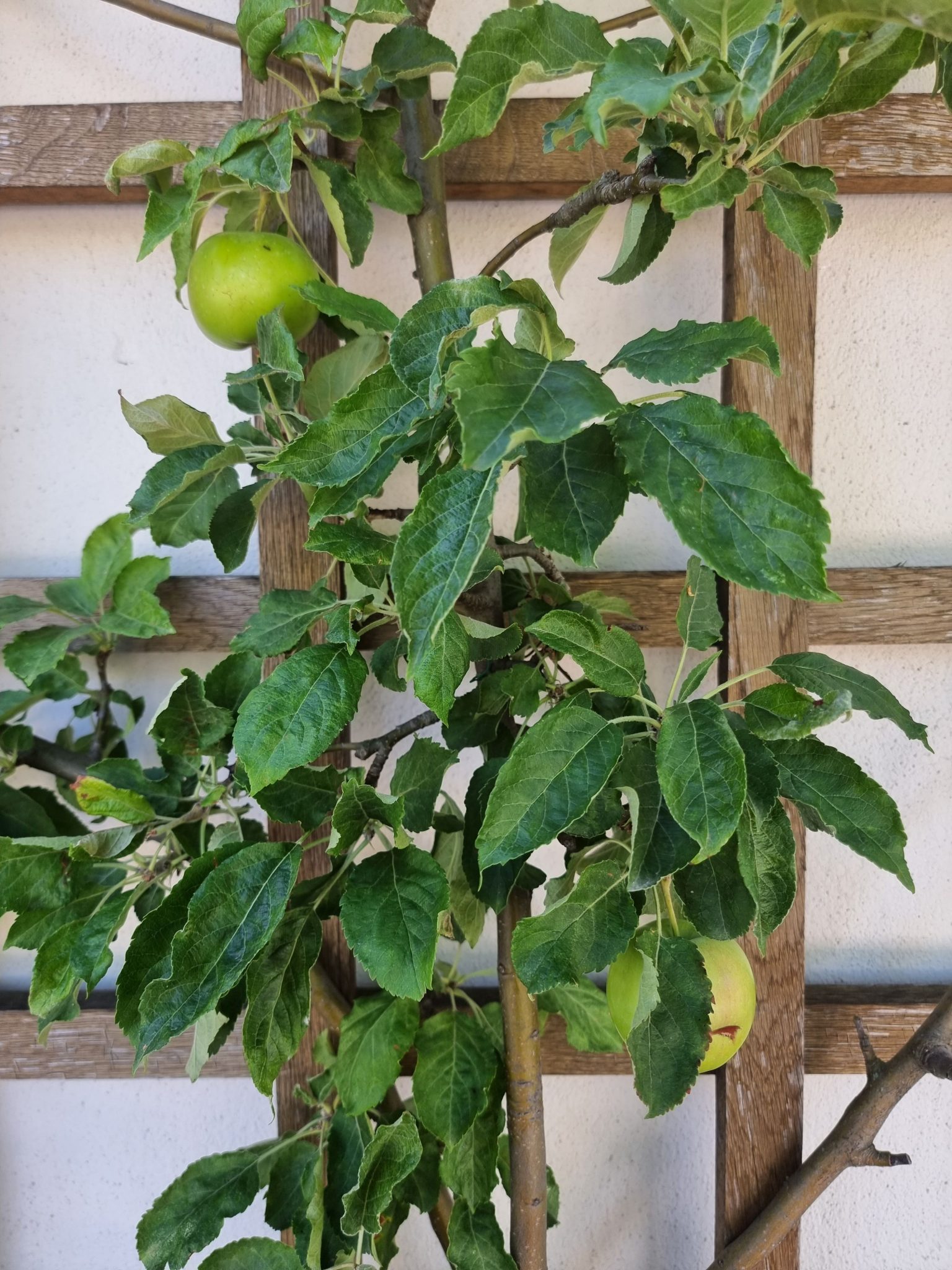 A detailed view of an apple tree with fresh green apples and lush leaves.