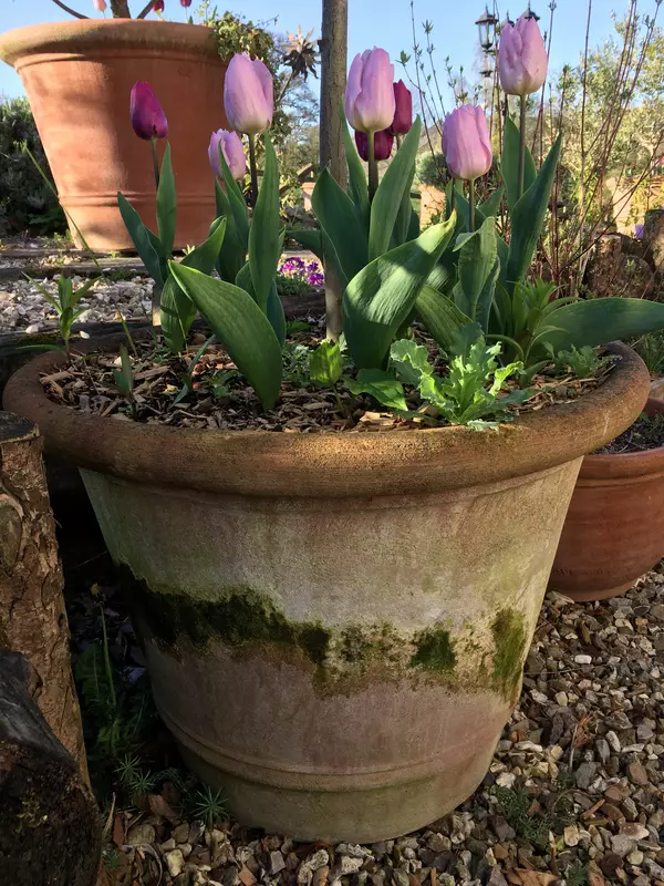A Guide For Choosing and Using Terracotta Pots In Your Garden | Mud Mountain - Handmade Italian Terracotta Pots, Vases and Olive Jars