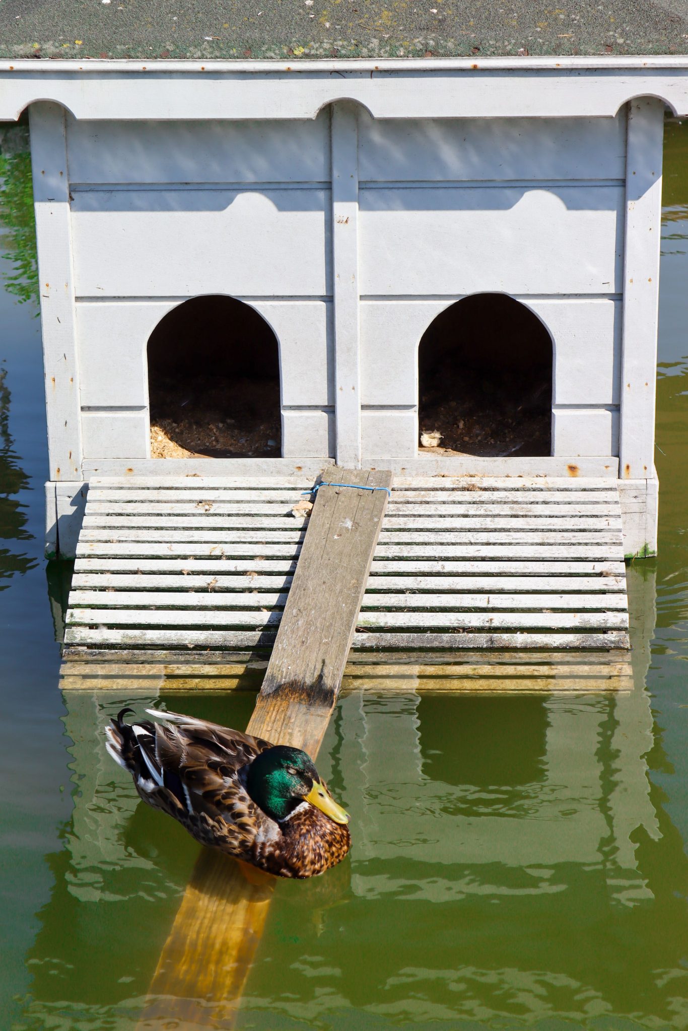 A mallard duck relaxes on a wooden plank beside a duckhouse in a tranquil pond setting.