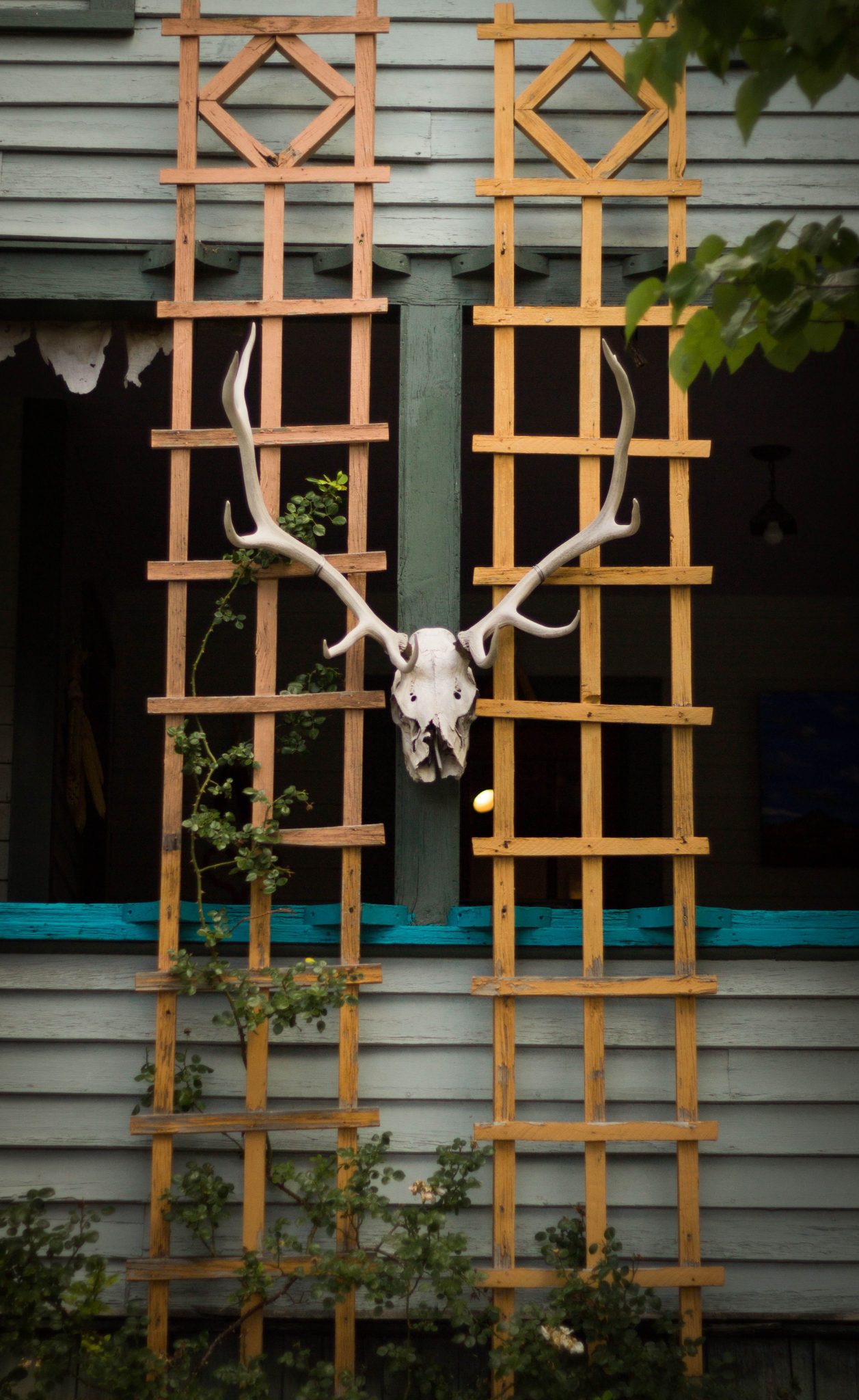 A rustic deer skull with antlers mounted on a wooden building facade for a unique outdoor decoration.