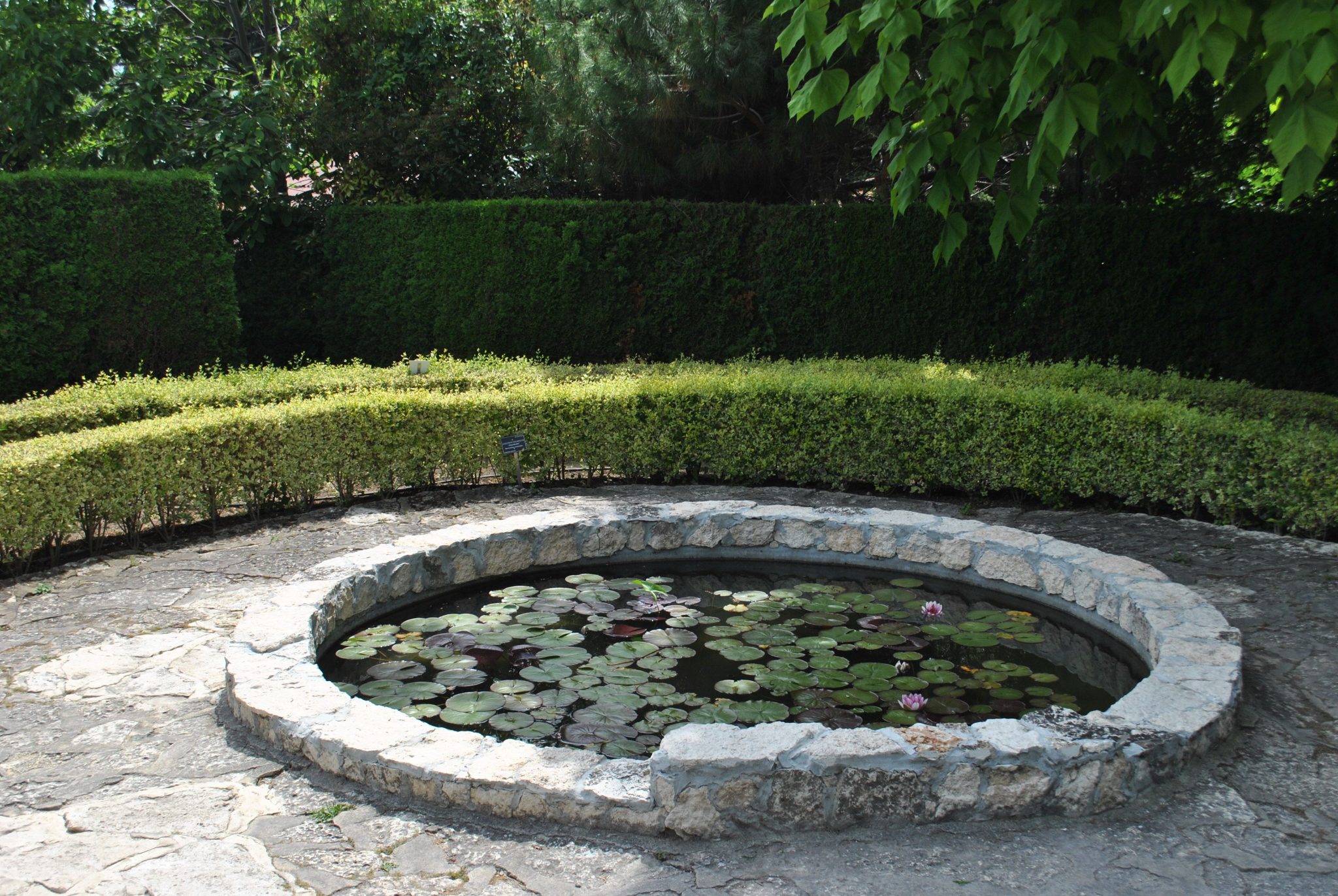 A serene outdoor garden featuring a circular pond with water lilies.