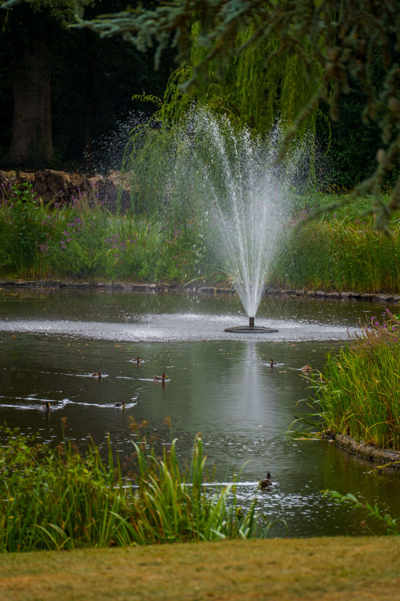 A tranquil garden pond with a central fountain surrounded by lush greenery and swimming ducks.