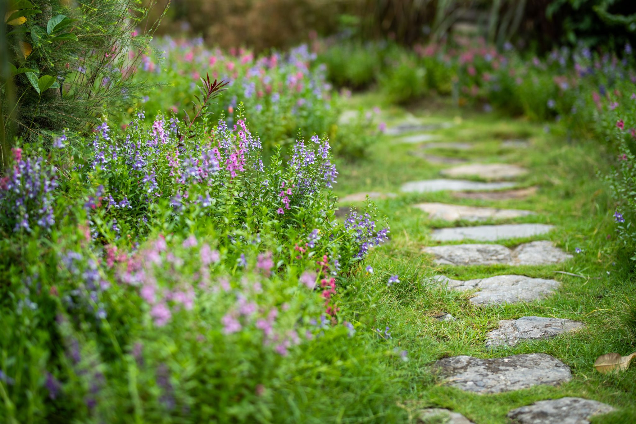 A tranquil garden scene featuring a stone pathway surrounded by vibrant wildflowers in full bloom.