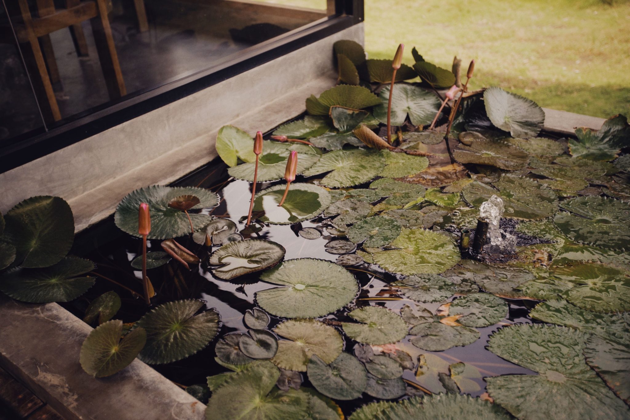 A tranquil pond filled with lily pads and a gentle water fountain, ideal for relaxation scenes.