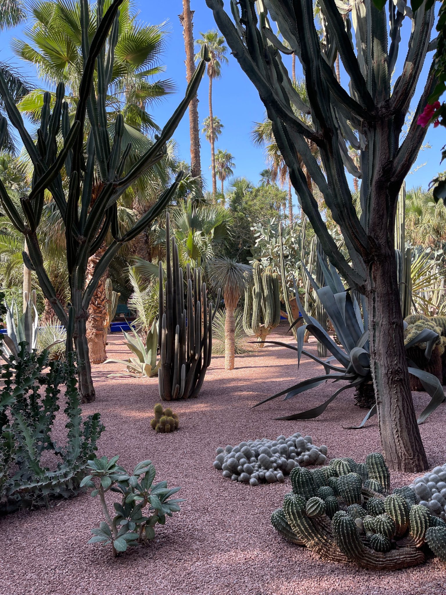 A vibrant desert garden filled with various cacti and succulents under a clear blue sky.