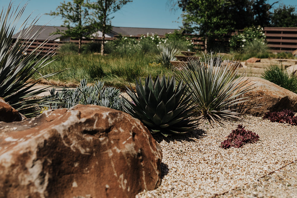 Backyard Xeriscape Ideas That Blend Beauty With Water Conservation