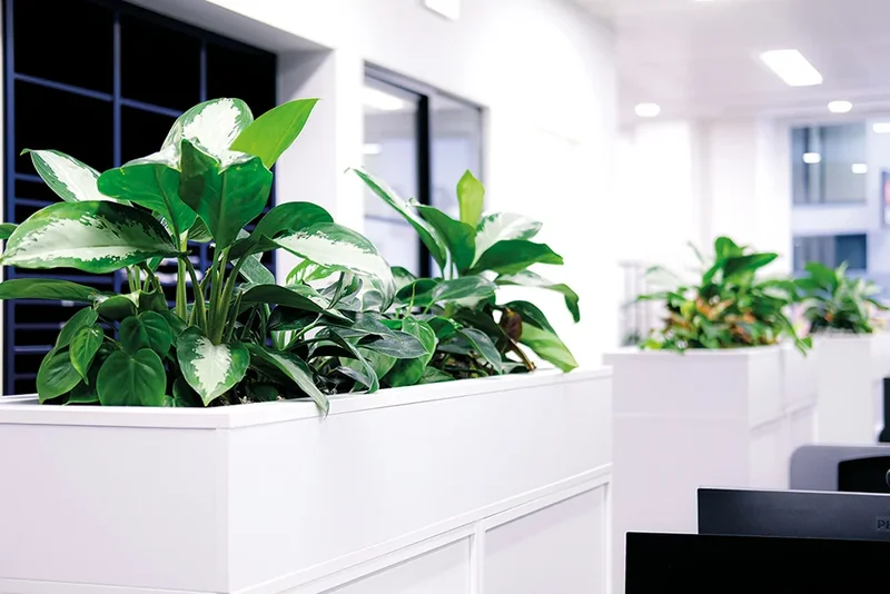 Choosing and caring for office plants