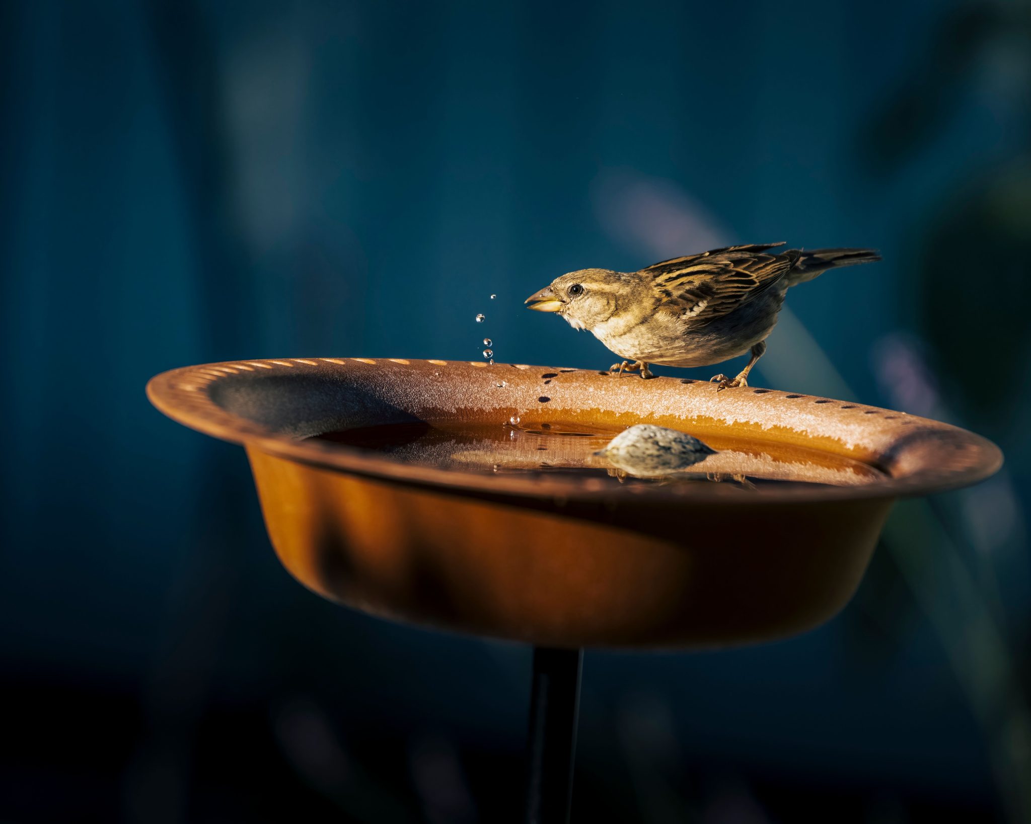 Close-up of a sparrow drinking from a birdbath with droplets, capturing a serene moment.