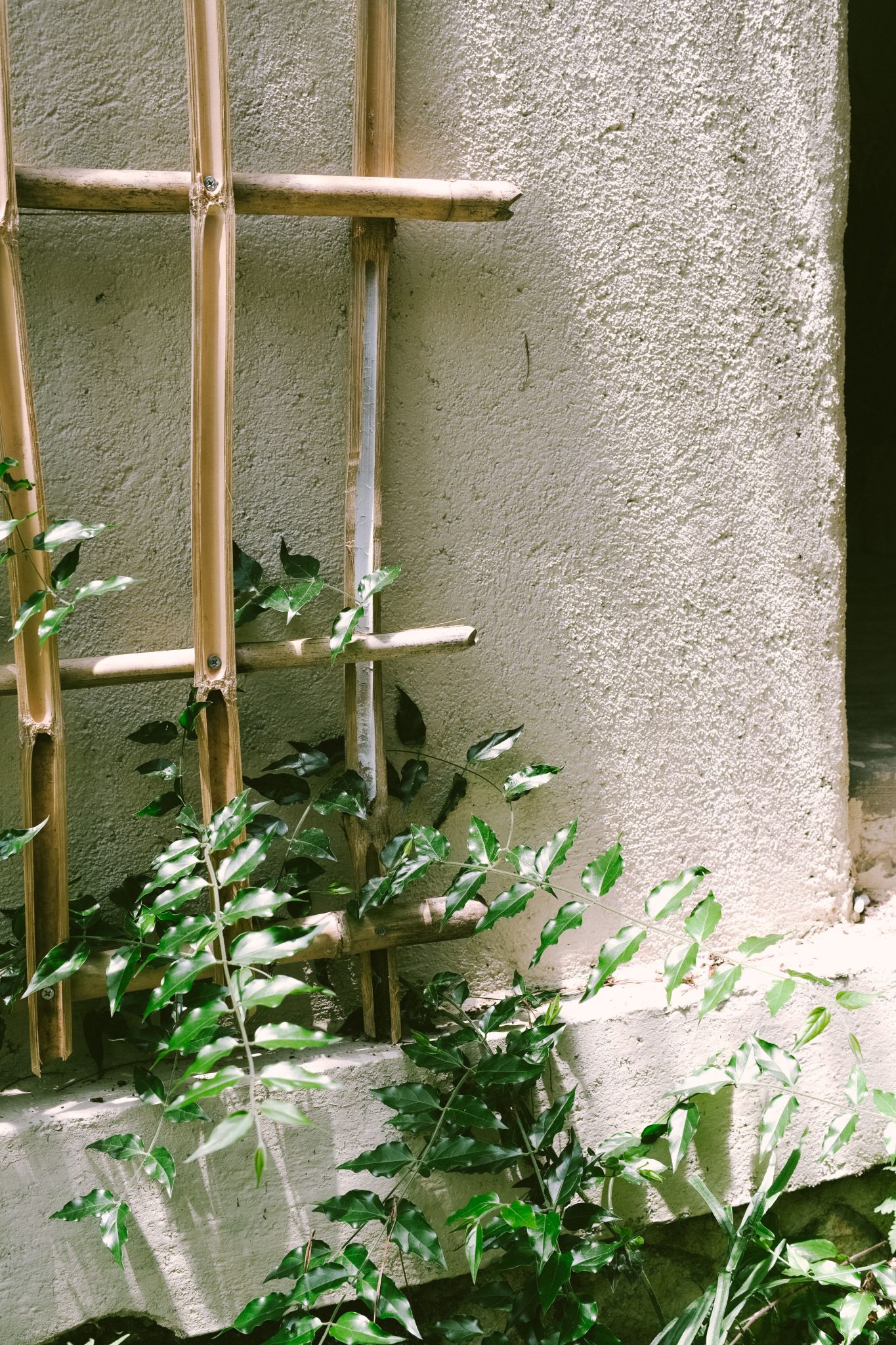 Close-up of green leaves climbing a wooden trellis on a textured wall. Natural light.