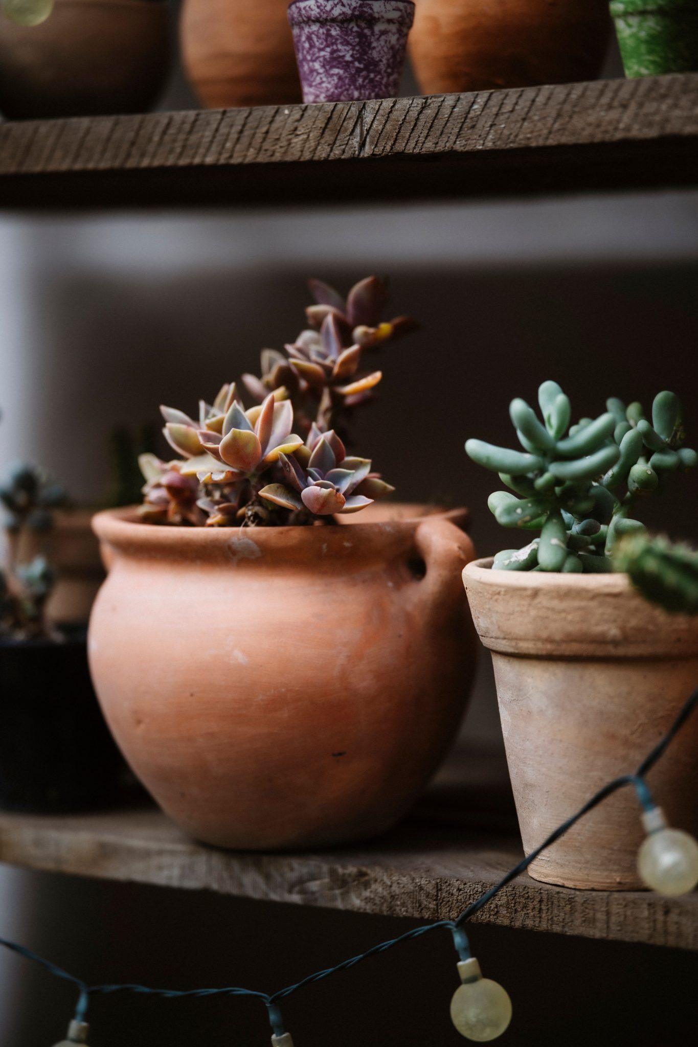 Close-up of various succulents in rustic pots on wooden shelves, perfect for indoor plant decor.