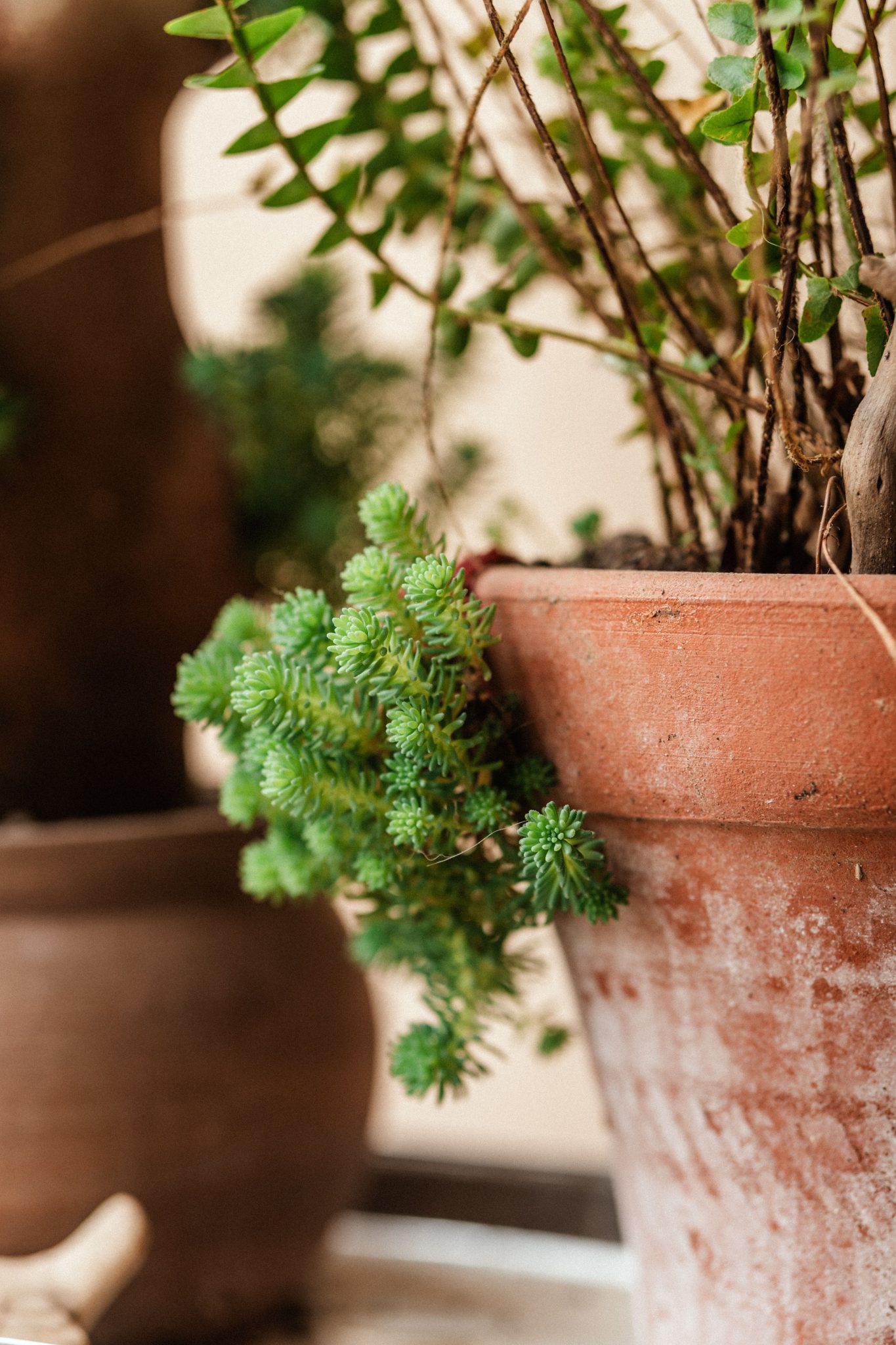 Detailed close-up of a succulent plant in a terracotta pot, showcasing lush greenery indoors.