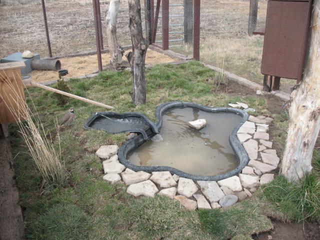 Do Ducks Need a Pond? Duck Pond Ideas - The Cape Coop