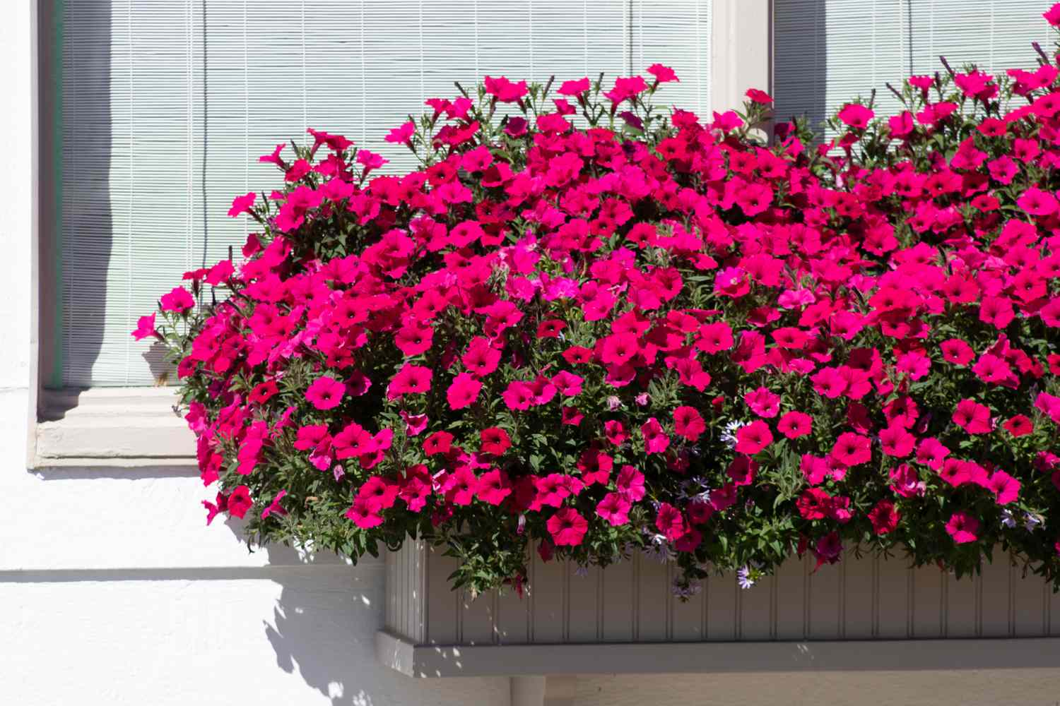 Flowering Window Box Ideas That Work for Sunny Gardens