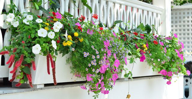 Flowering Window Box Ideas That Work for Sunny Gardens