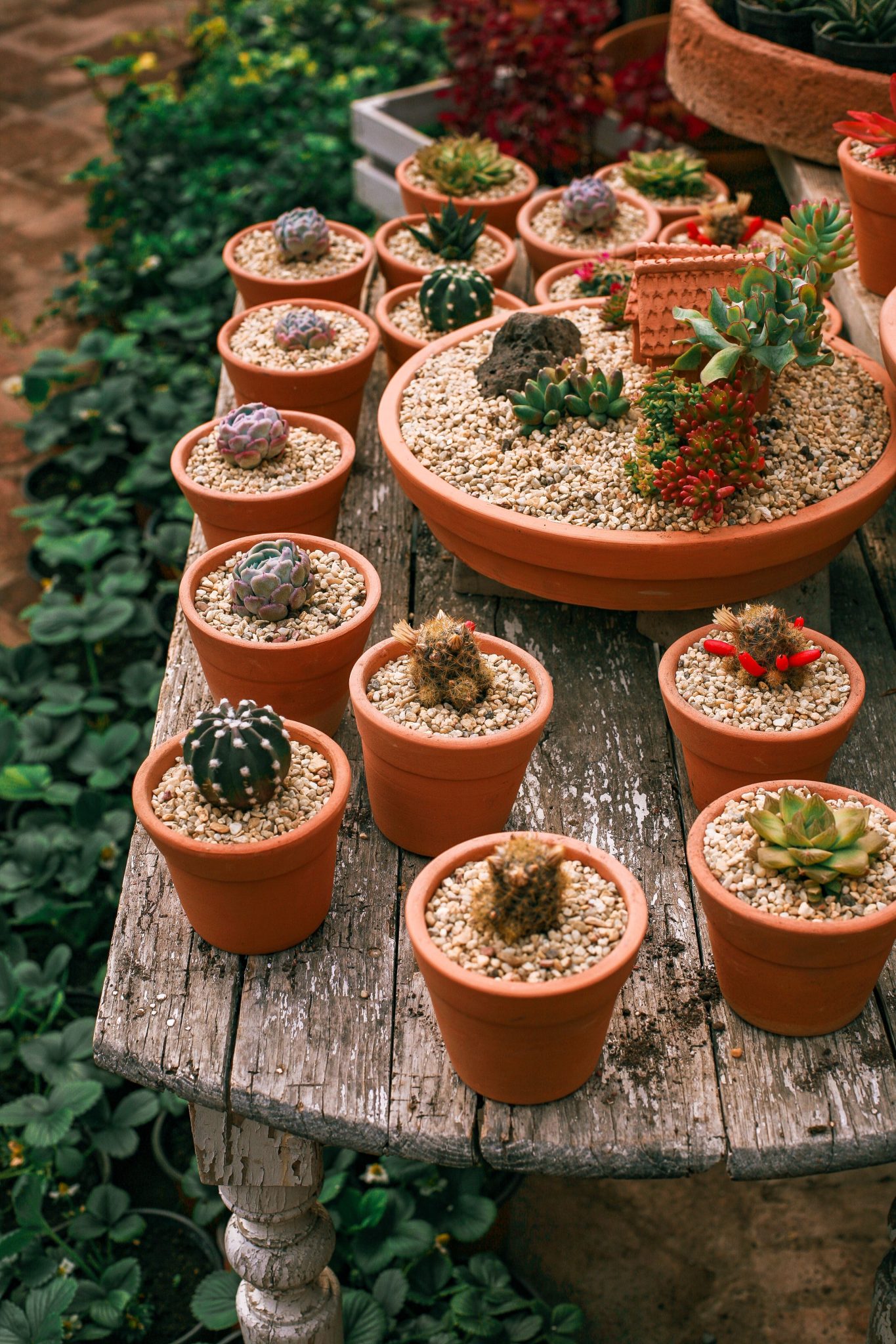 From above of green succulent plants growing in pots on aged wooden table in hothouse