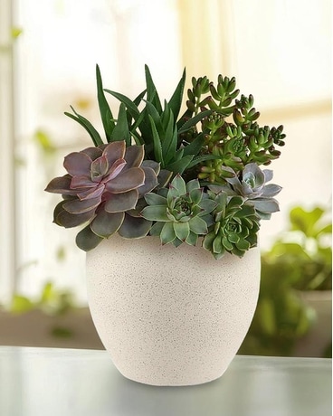 Green | Mixed Bouquets | Modern Stone Succulent Garden | Same Day Flower Delivery by Teleflora