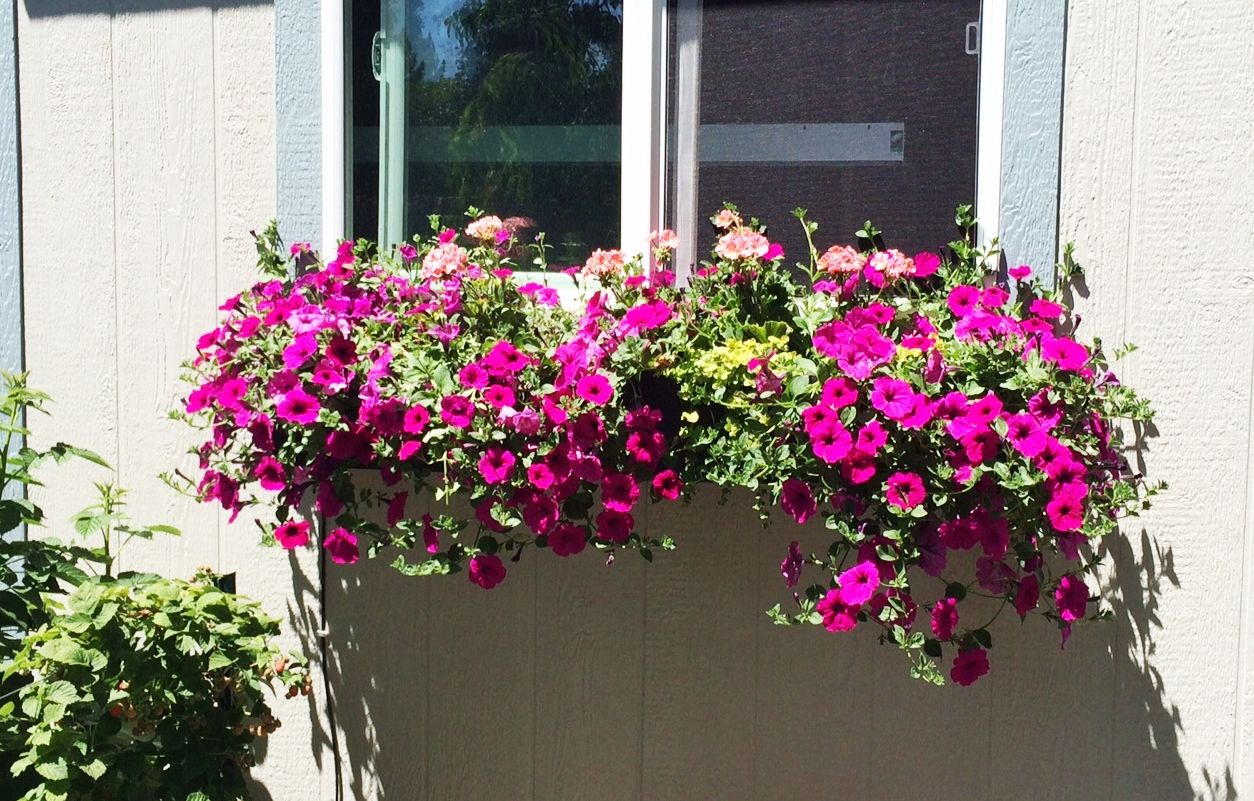 How to Plant Flowers: Step-by-Step Guide to Planting a Window Box