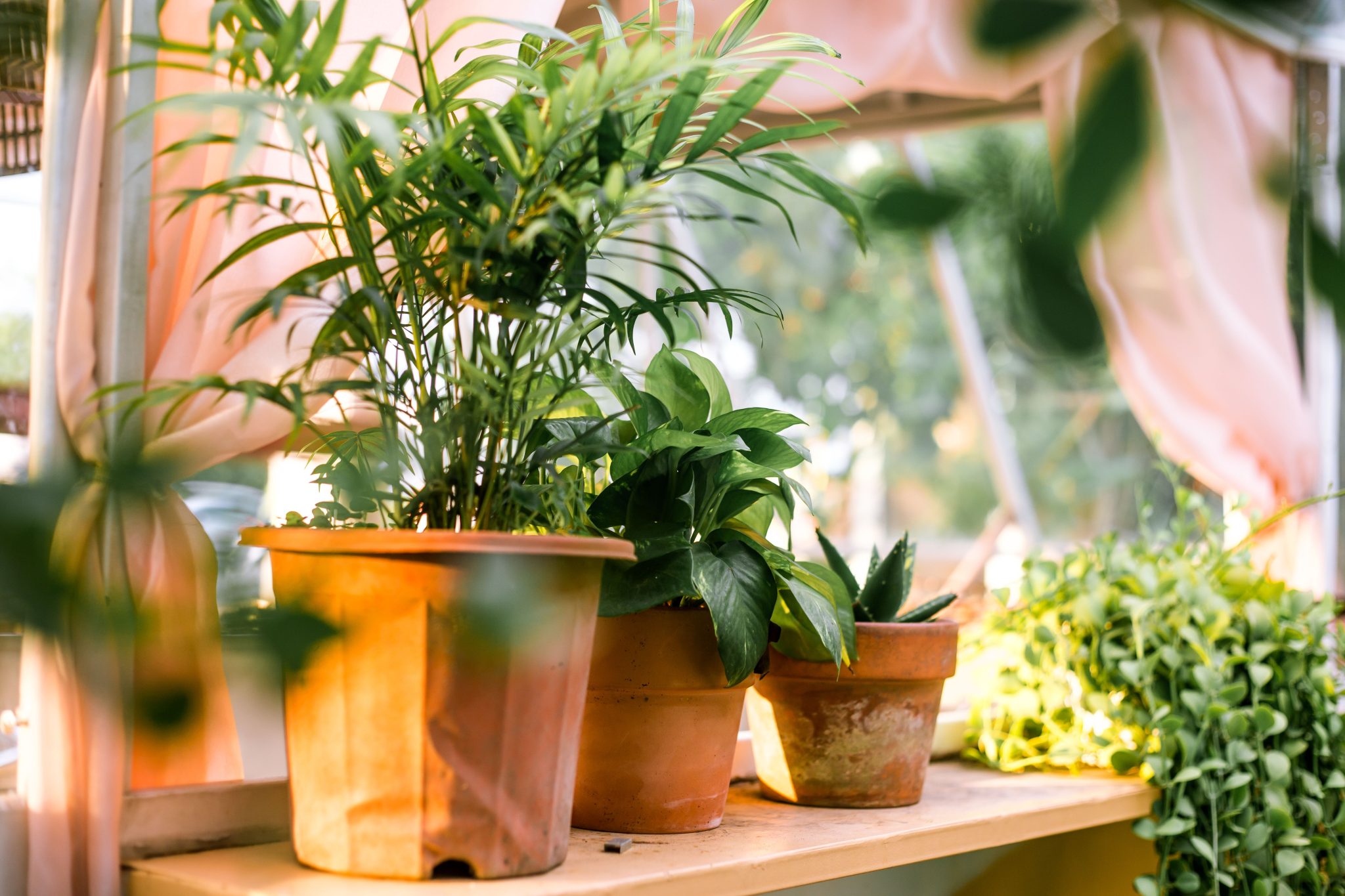 Lush indoor plants in terracotta pots, capturing natural light and fresh greenery.