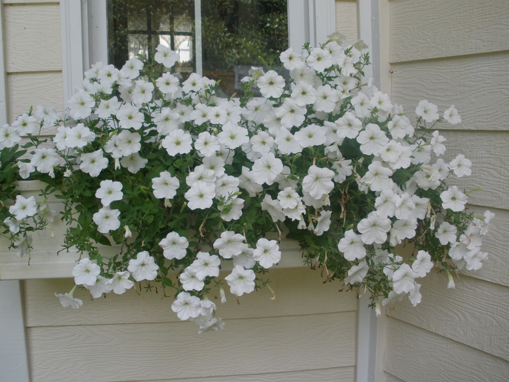 MARIETTE'S BACK TO BASICS: {Our Fiberglass Window Boxes & Double Cascade Pink Petunias}