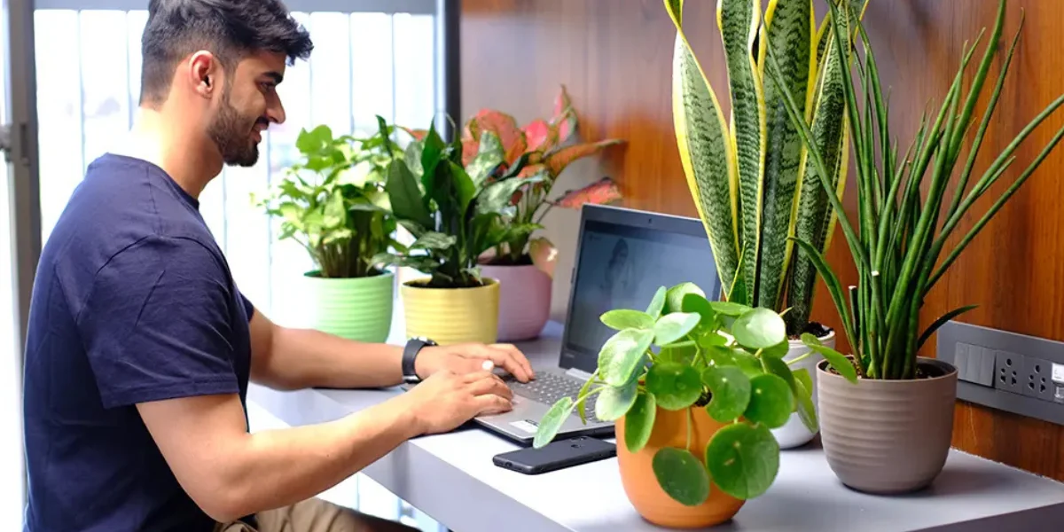 Office Planters: Enhance Aesthetics & Productivity at Work