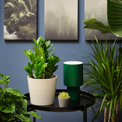 Office Plants - Desk Plants - IKEA