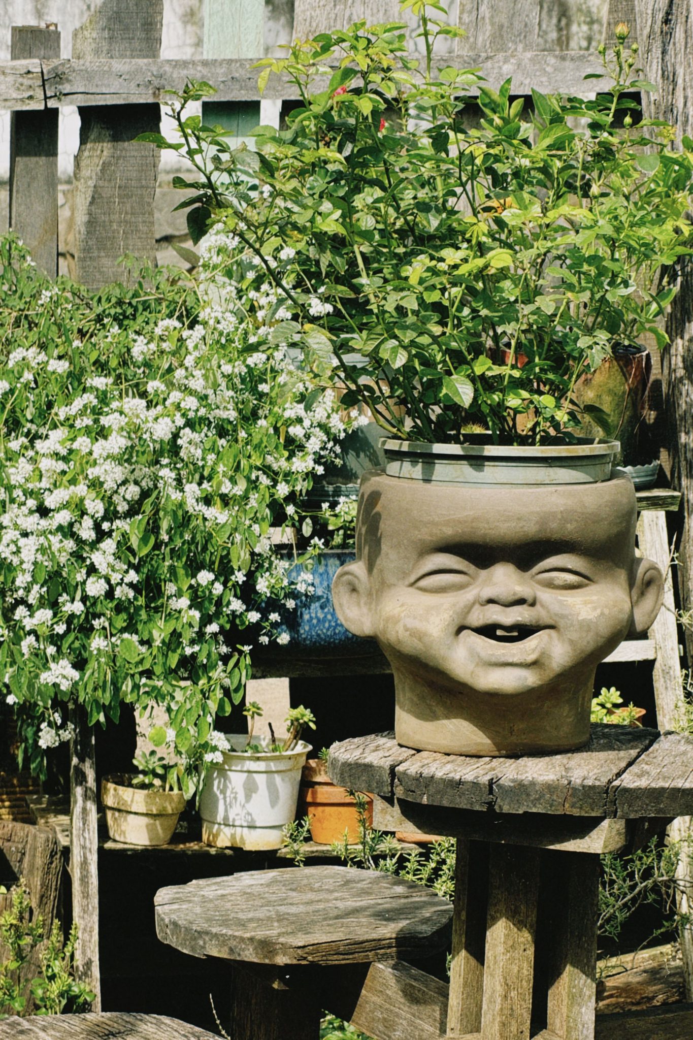 Quirky garden decor showcasing a baby-faced pot with lush greenery in a Vietnamese garden.