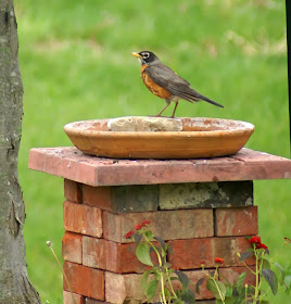 ROBINS NESTING PLACE: Birdbaths