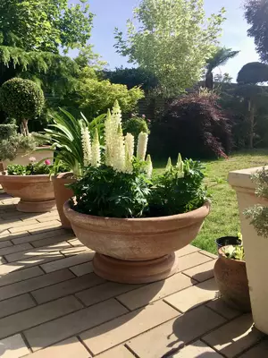 Selecting the Best Terracotta Pot for your Plant | Mud Mountain - Handmade Italian Terracotta Pots, Vases and Olive Jars