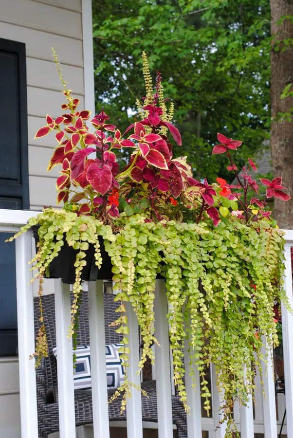 shade flower box with coleus and impatiens and creeping jenny - Never Any Thyme