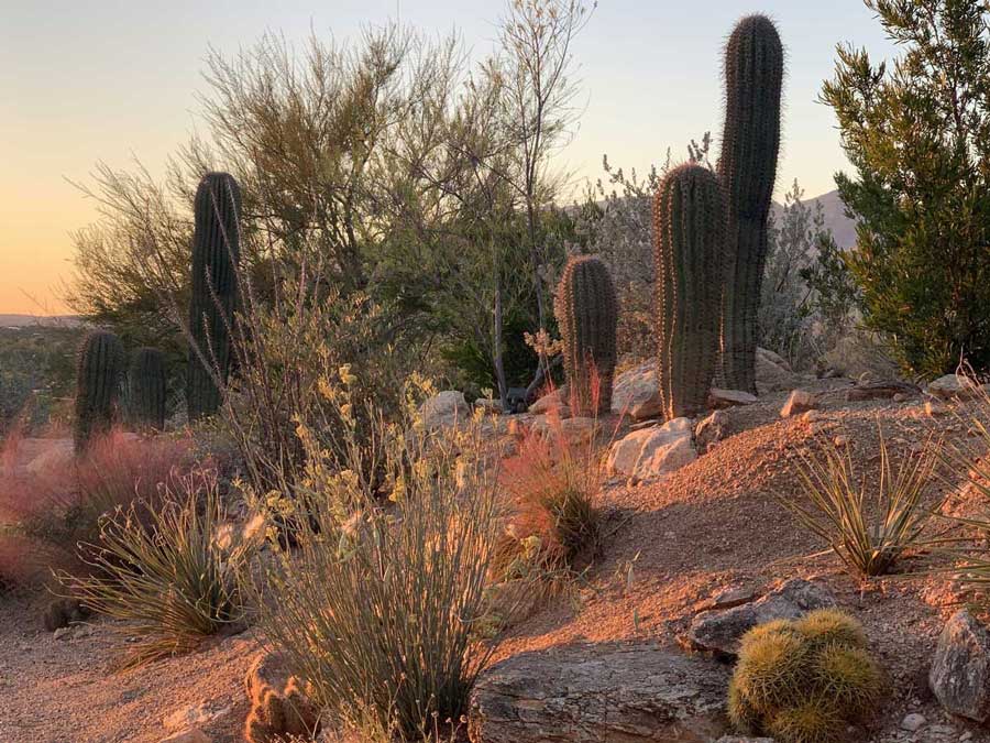 Southwest Landscapes: Inspired Landscaping Designs in Tucson