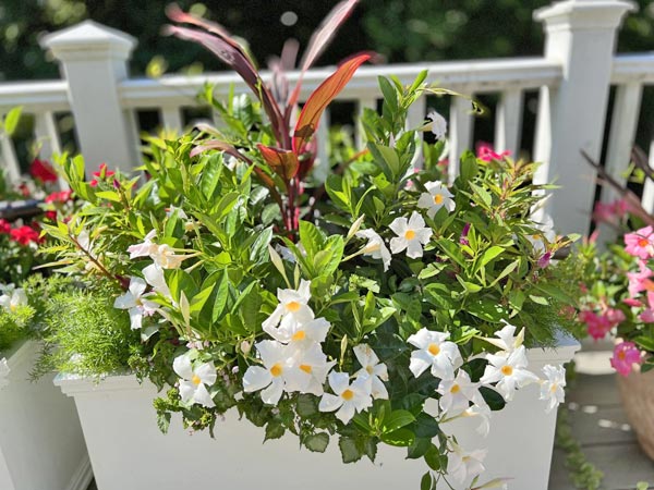 Spring Window Box Ideas | 10 Best Spring Window Box Flowers