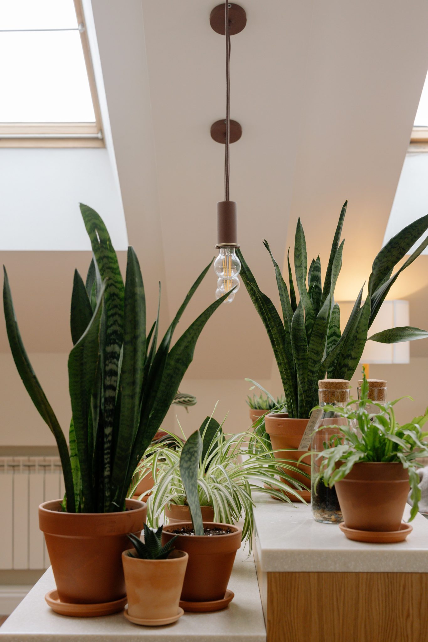 Stylish arrangement of snake plants and various houseplants in terracotta pots under natural light.
