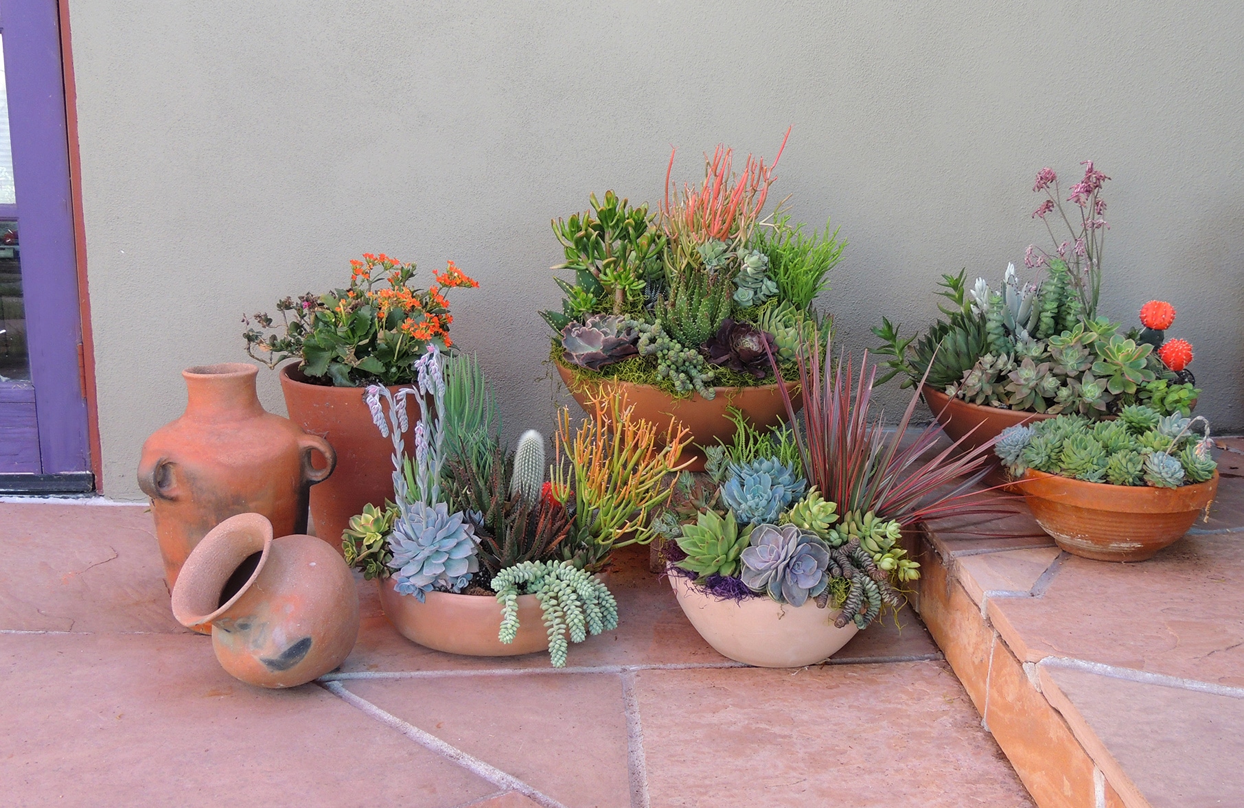 Succulent Garden in Terracotta Pot for Patio | Urban Succulents