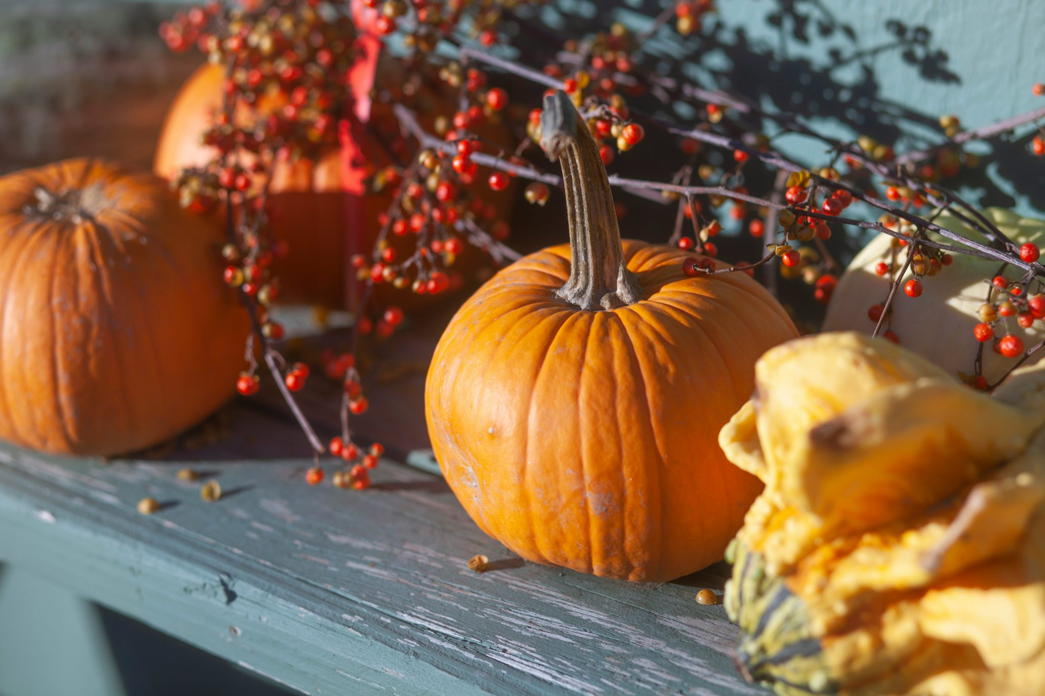 The store owner had left their pumpkins out and put the real berries in between.