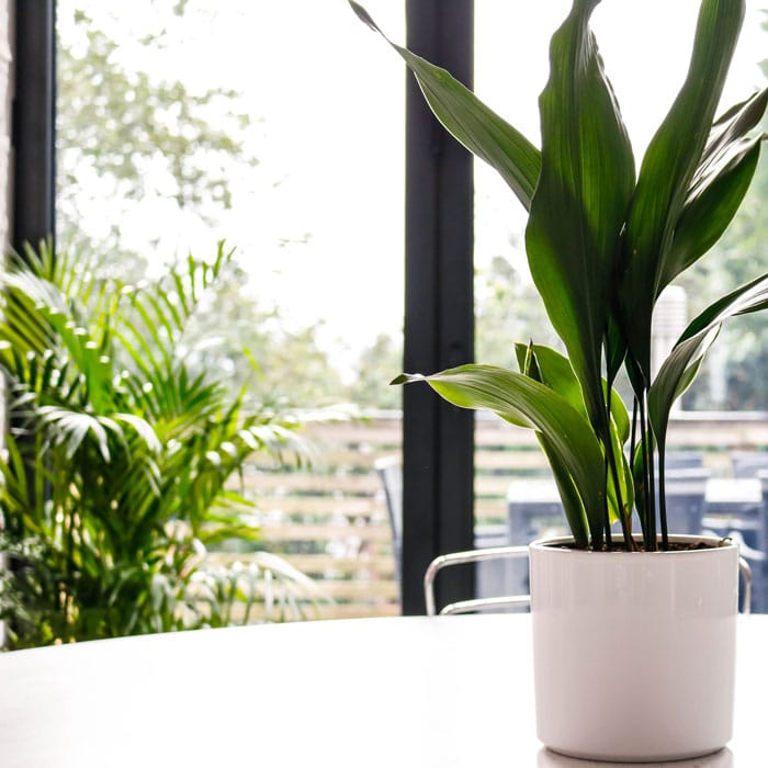 Top 10 Unkillable Houseplants | Low Maintenance Plants | UK
