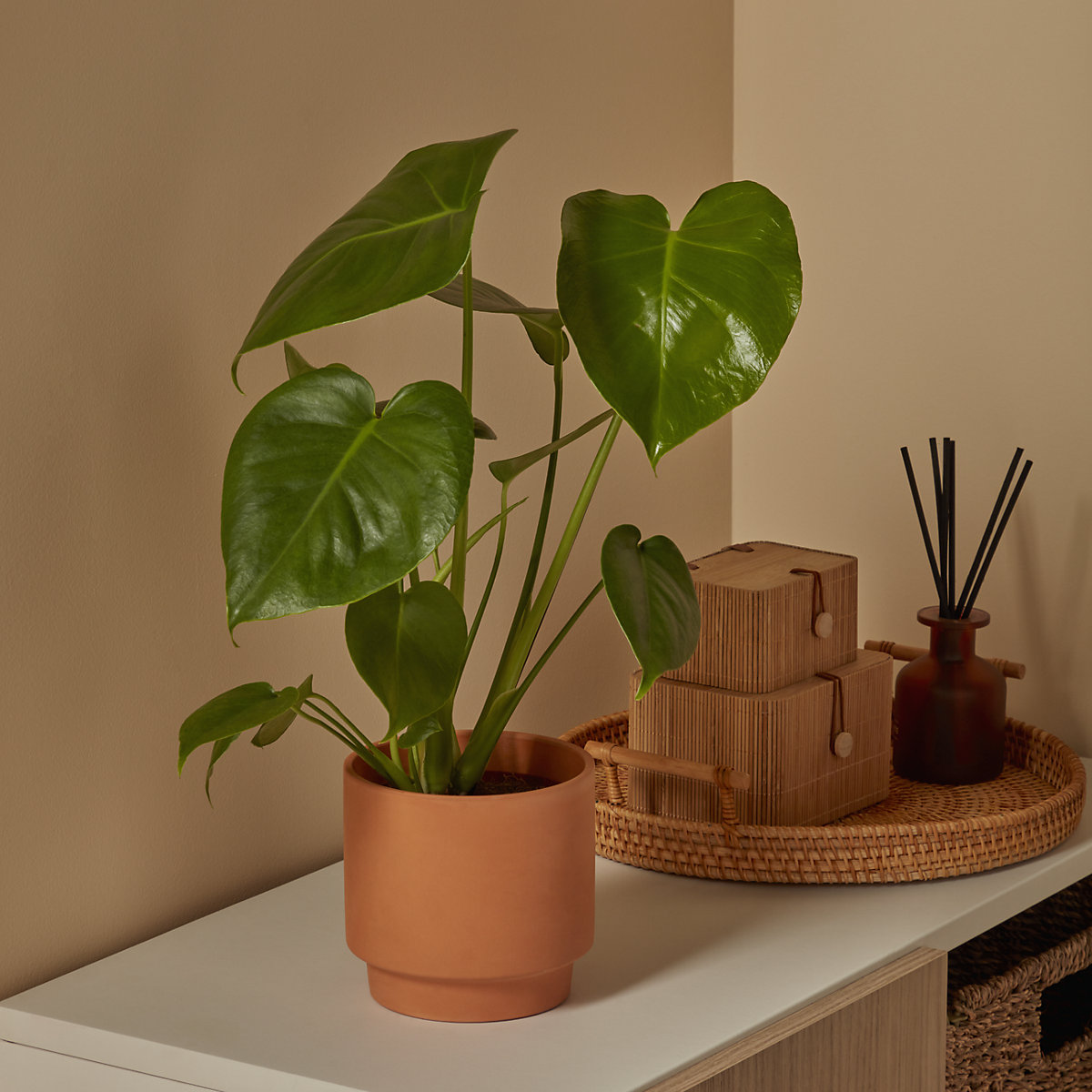 Verve Monstera Terracotta Decorative pot 13cm