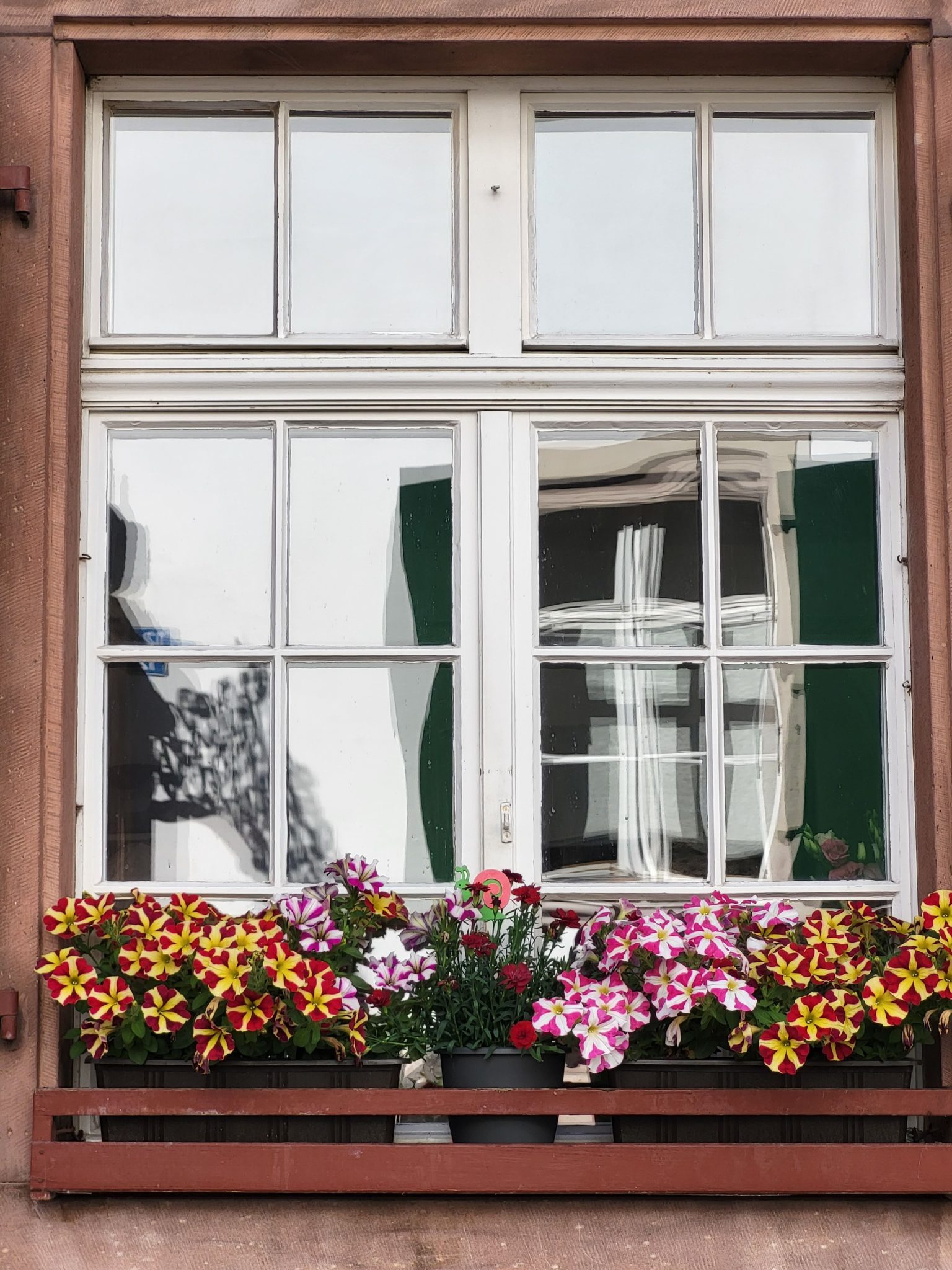 Vibrant petunias bloom in a charming window box with a reflection in a vintage white frame.